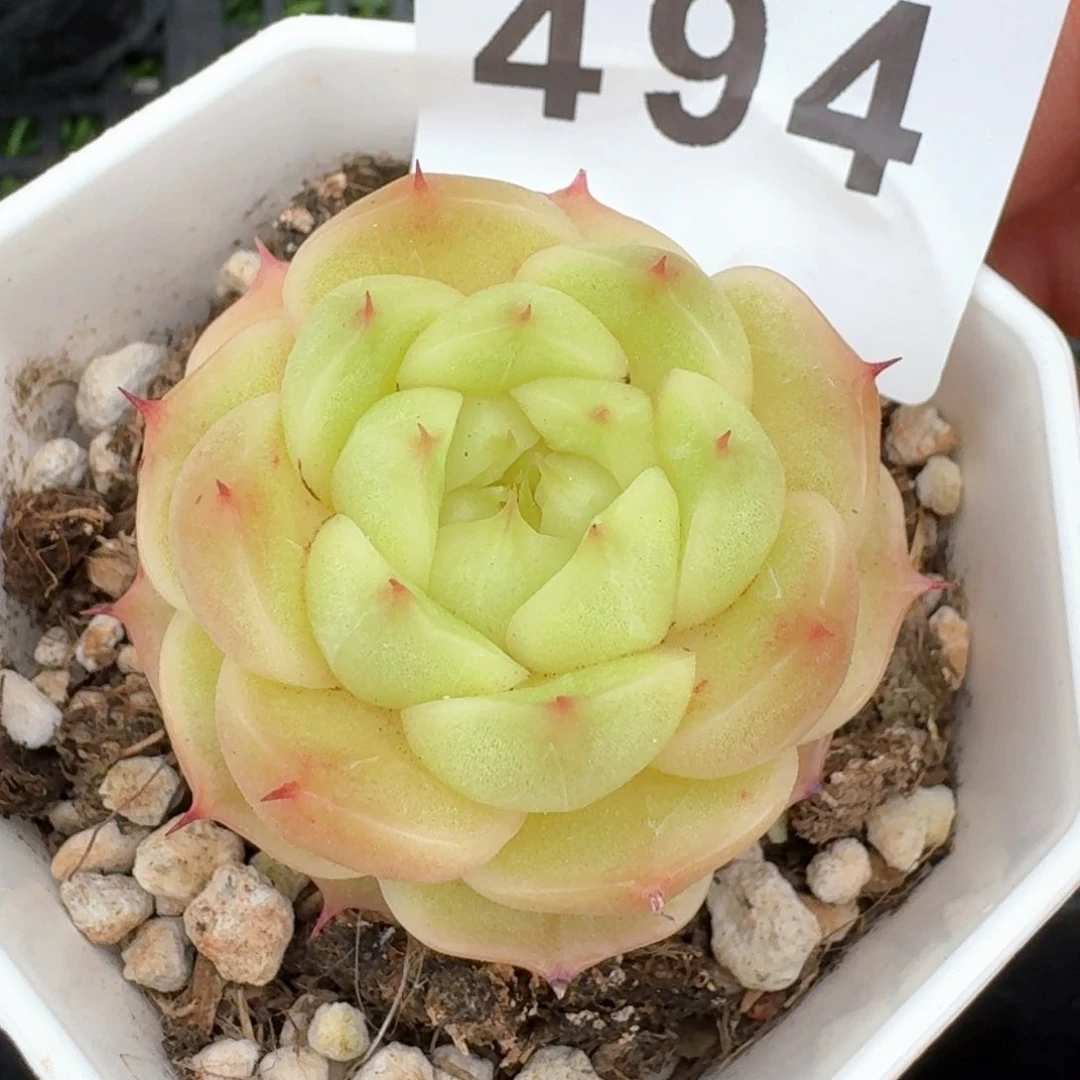 麦秆秃子脸         多肉植物