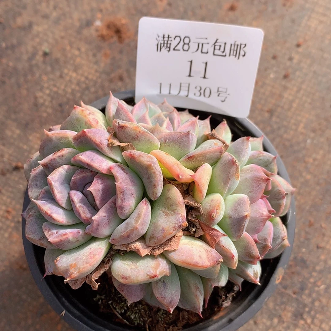 【闪购商品】云11号白加黑9厘米