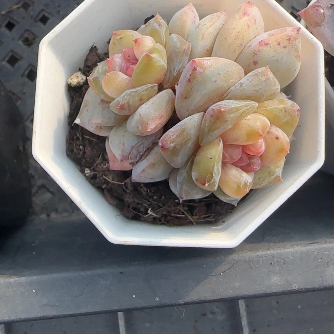 小卡拉米糖心一物一拍