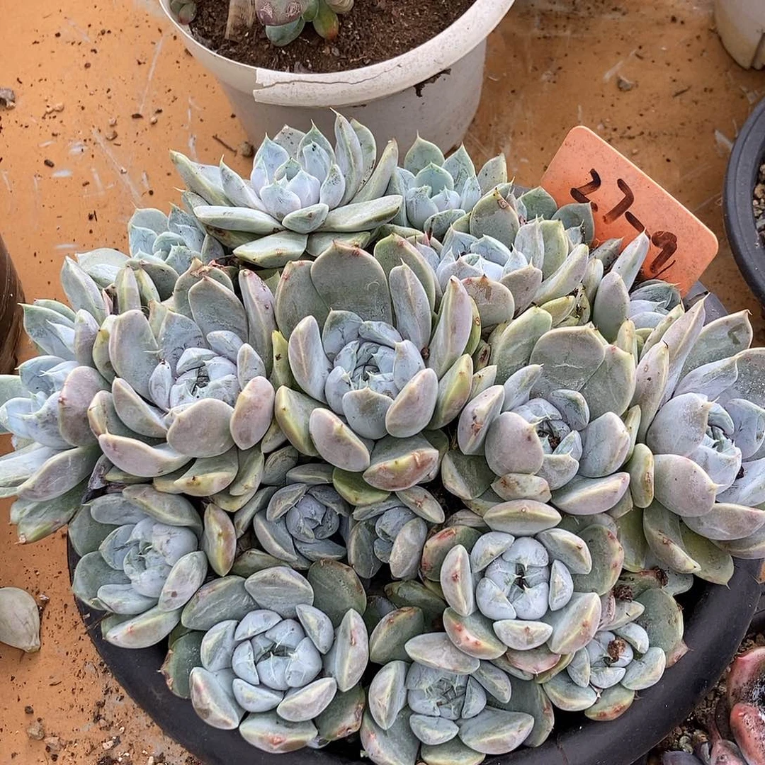 28-60汉堡一物一拍