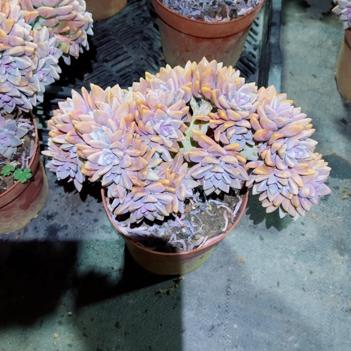 精品多肉植物老桩