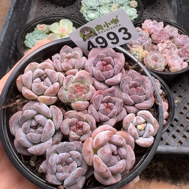 魔***菜完全开放多肉植物多肉植物