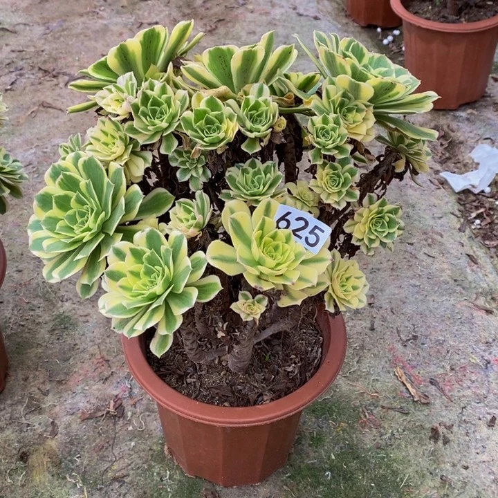 @**@碧玉多肉植物625
