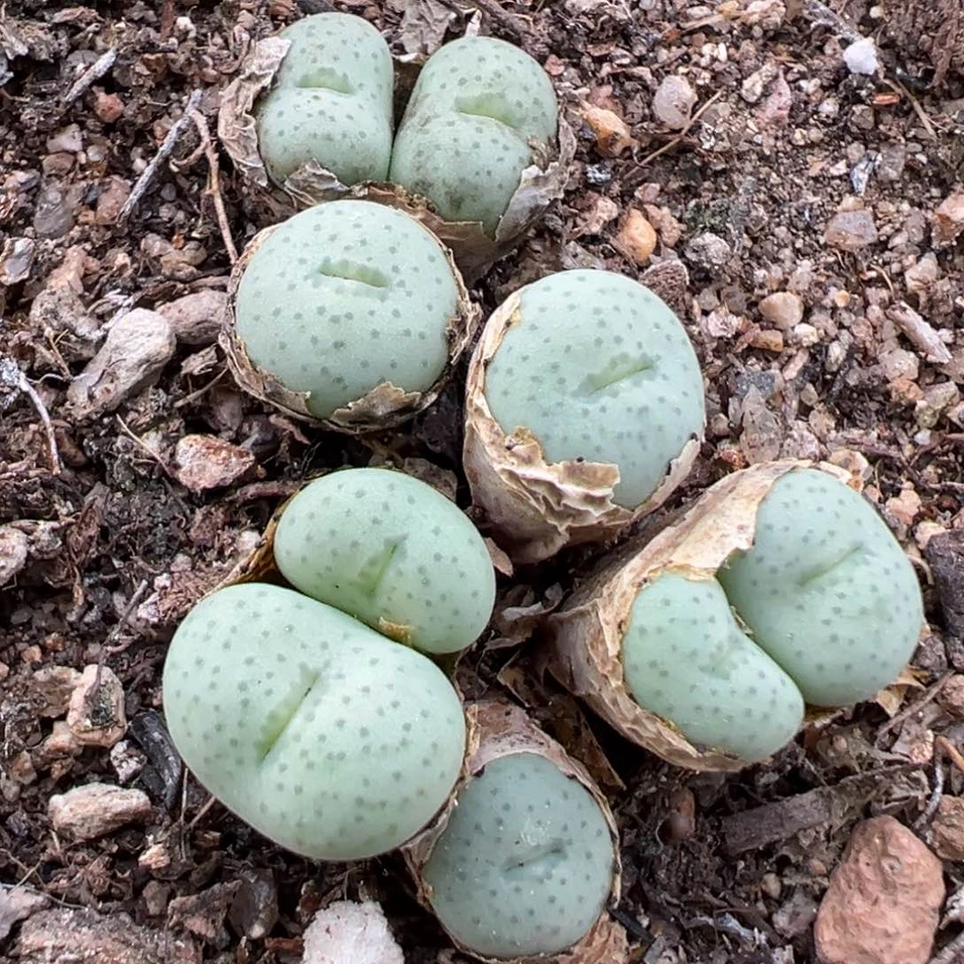 7.10好看的多肉脱土发货019