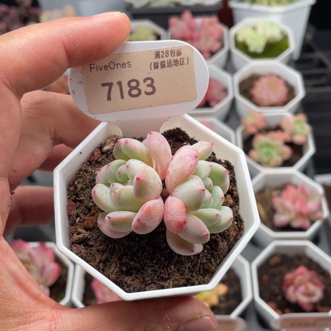 吃***烧雪爪7183-4.5厘米
