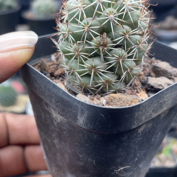 实生蓬莱宫一颗包邮