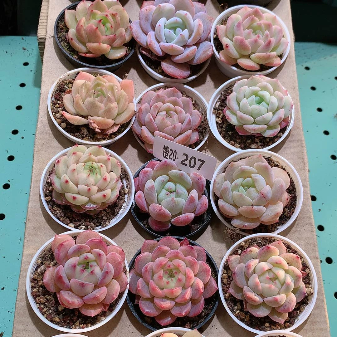 20-207一物一拍带盆18颗。