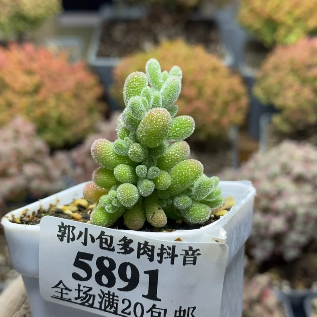 优选冰晶5891枝干番杏