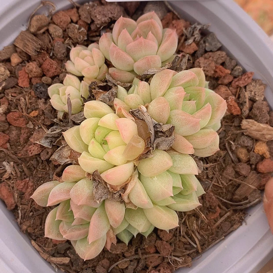 【闪购商品】云833