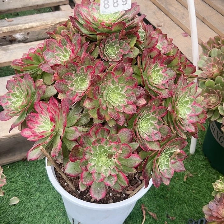 小**?889水晶莲花多肉植物