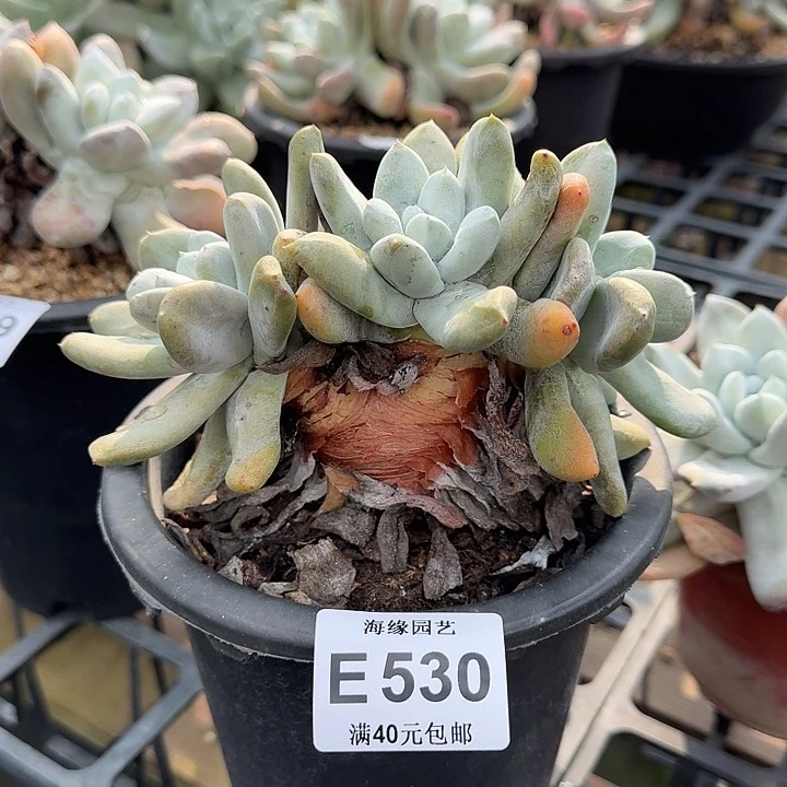 拇指仙女杯多肉植物