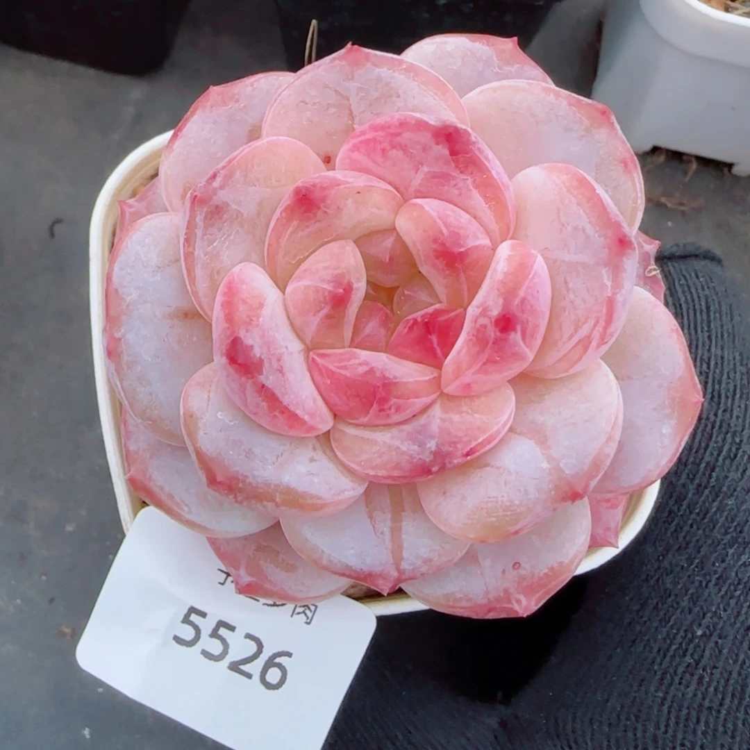 黛玉冰魄，5526多肉植物