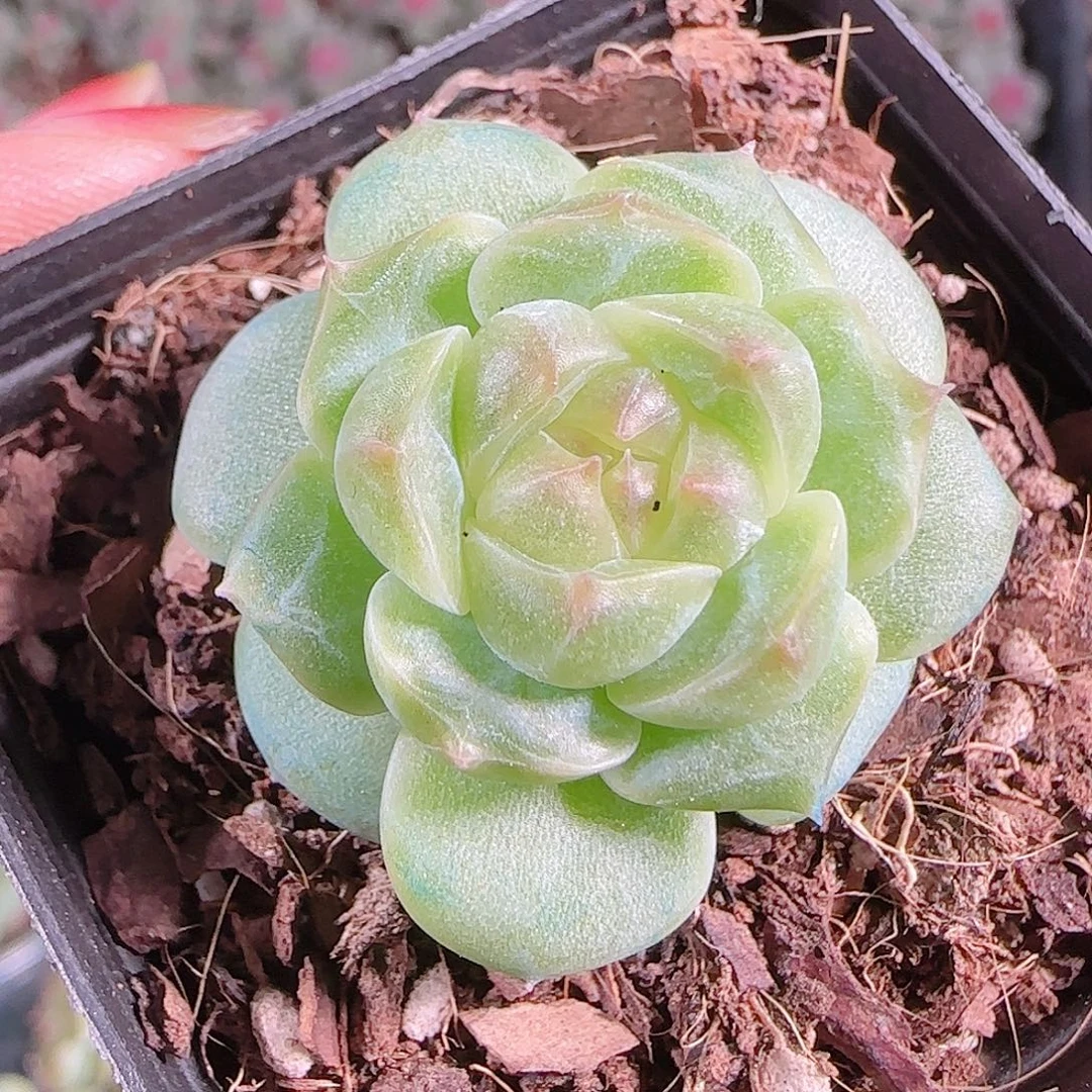 0925---247糖心珍妮