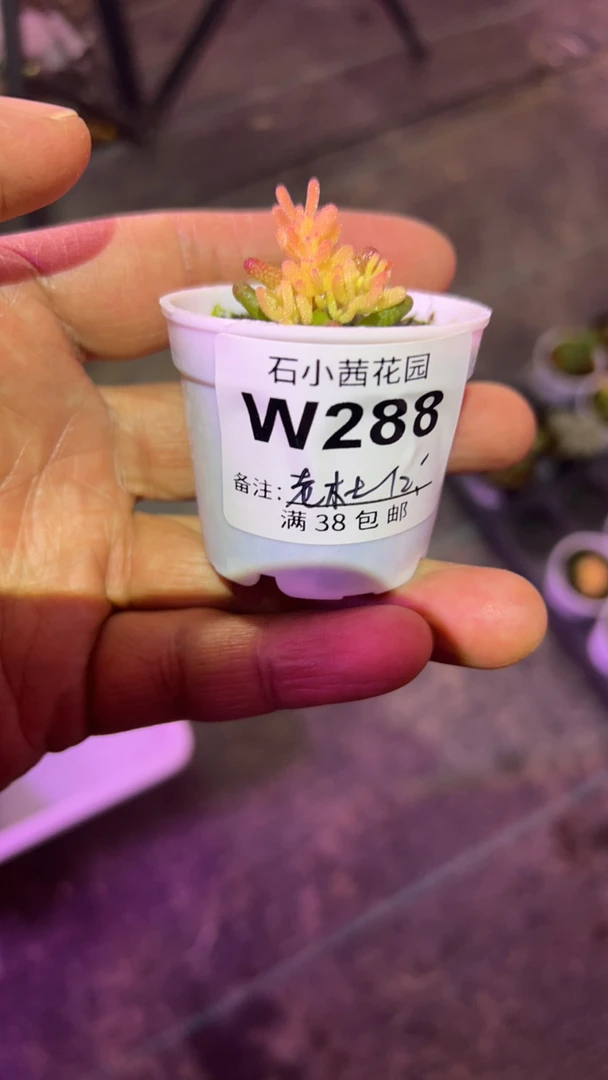 老杜-假飞机株-多肉植物枝干番杏