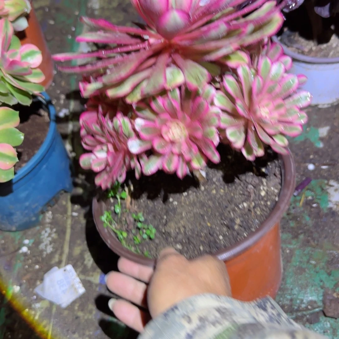 白月光法师多肉489