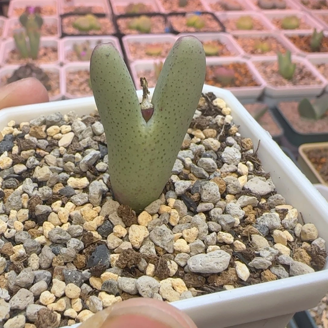 斑斓少将多肉植物一颗