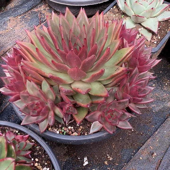 美肉特价活动开始啦