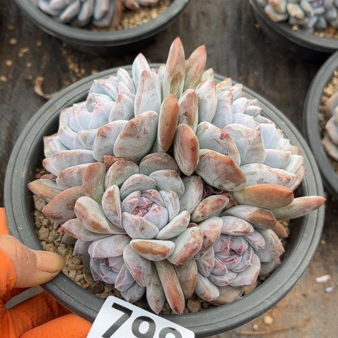 798号新疆西藏内蒙古不包邮