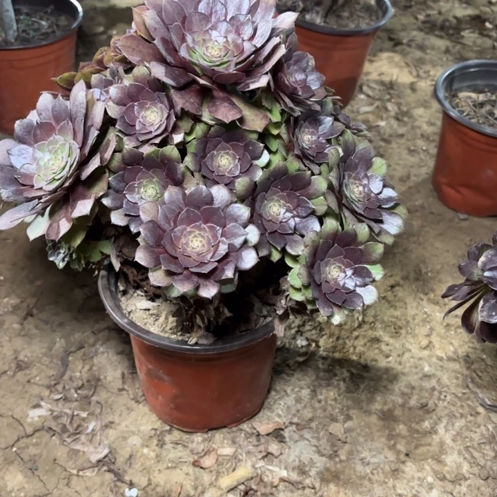 多肉植物法师桃花石3