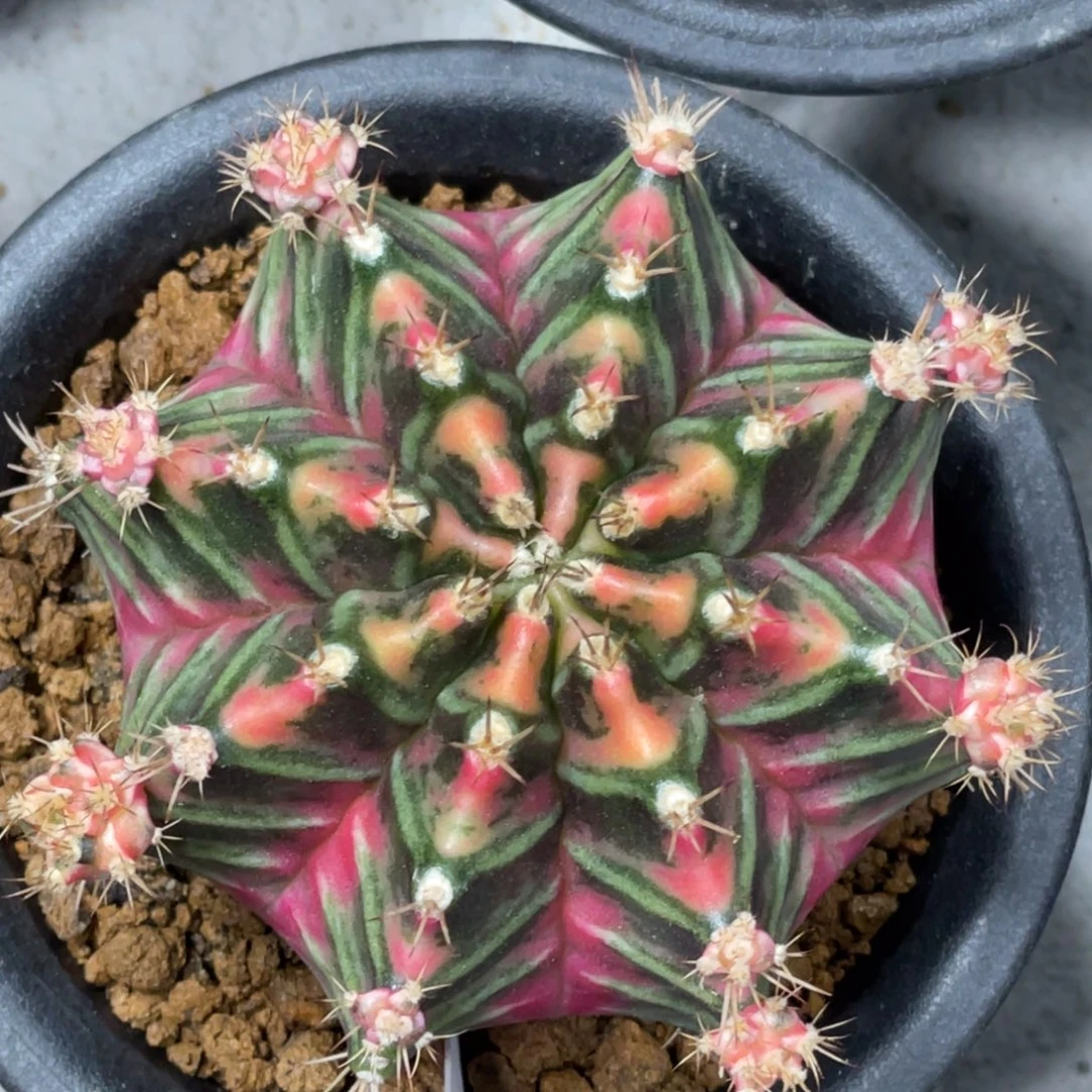 当前无花朵，栽培后可花朵紫粉臀虎斑锦