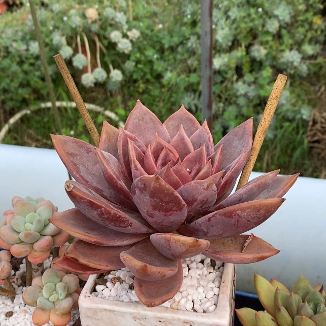 红唐卡多肉植物盆栽