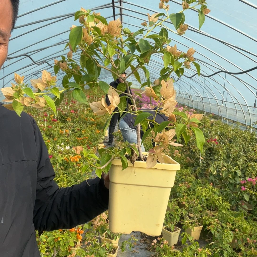 暗斑马斯三角梅19.9