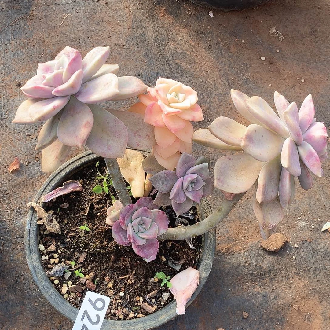 924紫乐锦一物一拍多肉