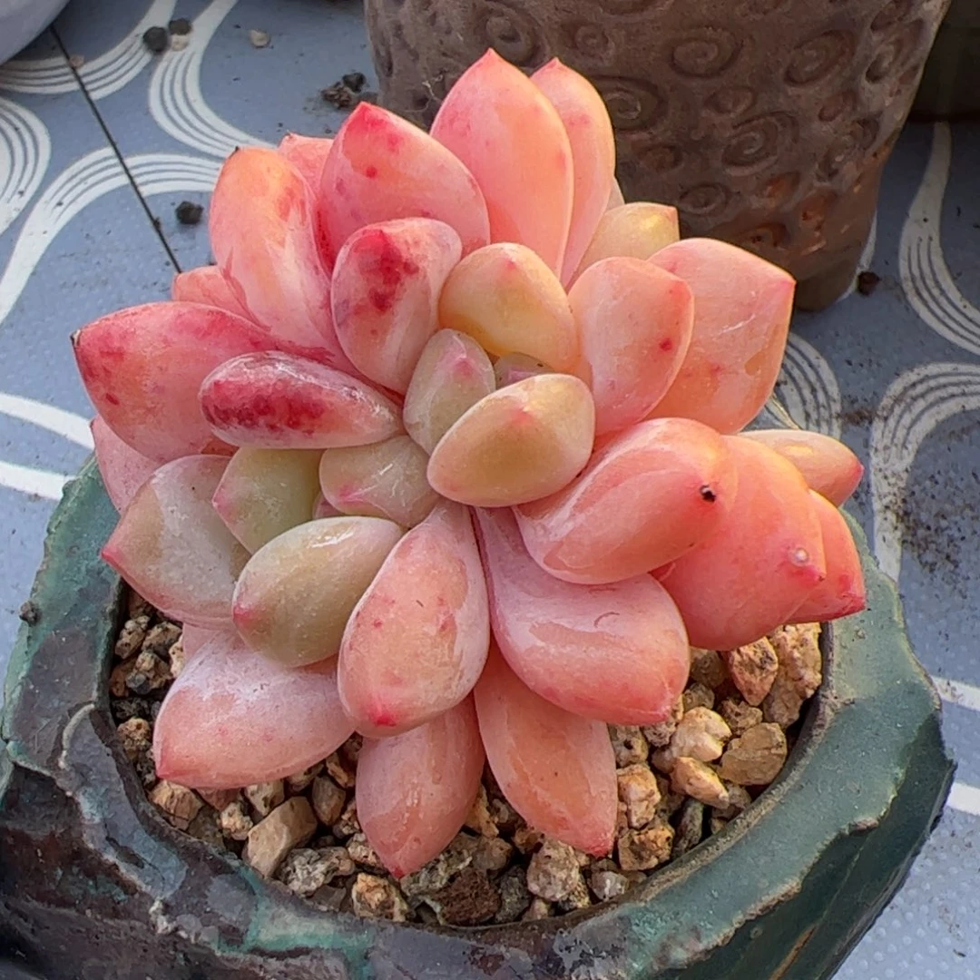 八厘米香橙群多肉植物
