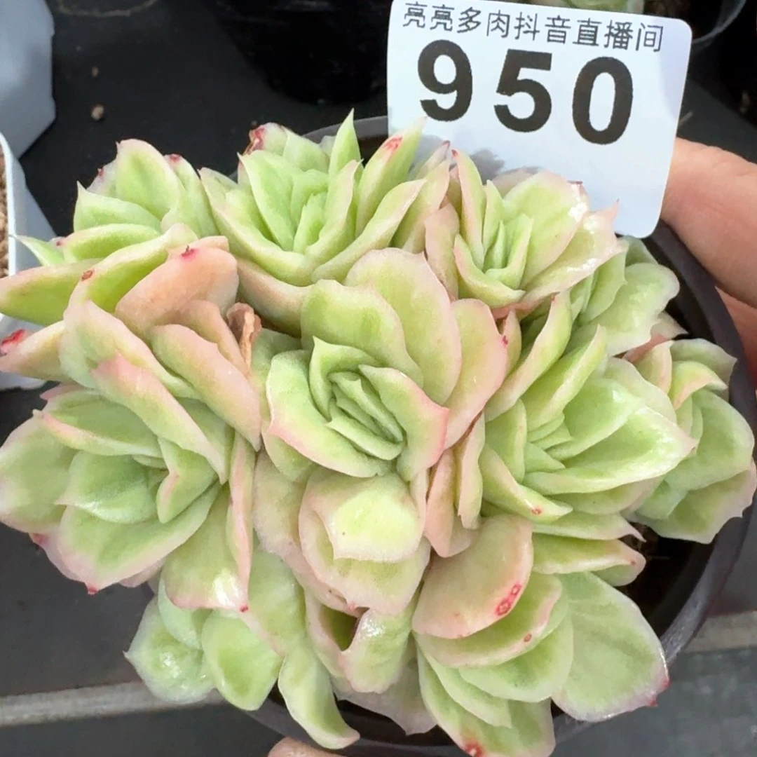 冰玫瑰锦         多肉植物