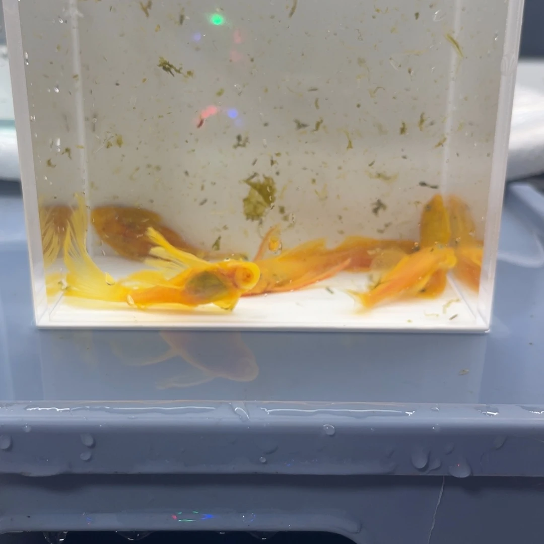 孔雀鱼2大帆4胡子开箱视频报损