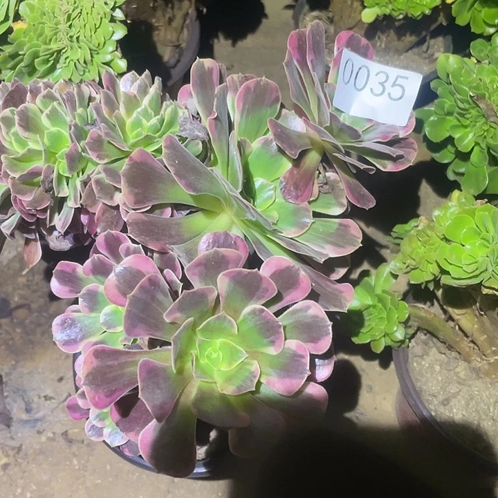 多肉植物断枝不包35凤冠