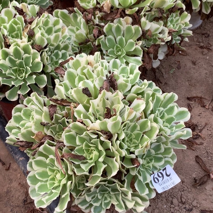 269雨花石大绣球东棚北