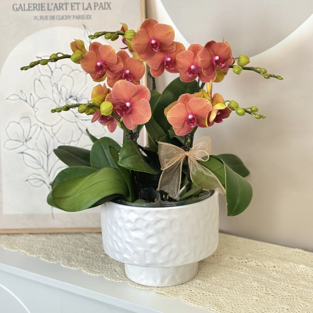 【金桔】橙色系年宵花 蝴蝶兰 源头基地直发 送人送礼商务礼品