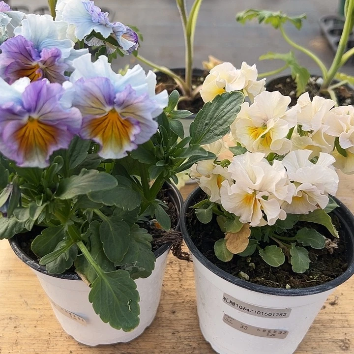 红陶抖音直播闪拍33