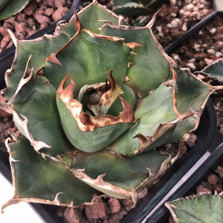 皮卡丘仁王冠龙舌兰