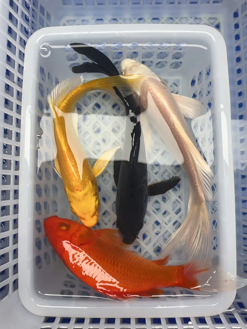 4号【黄红黑白兰花12-14公分四季平安组合】冷水观赏鱼 包邮