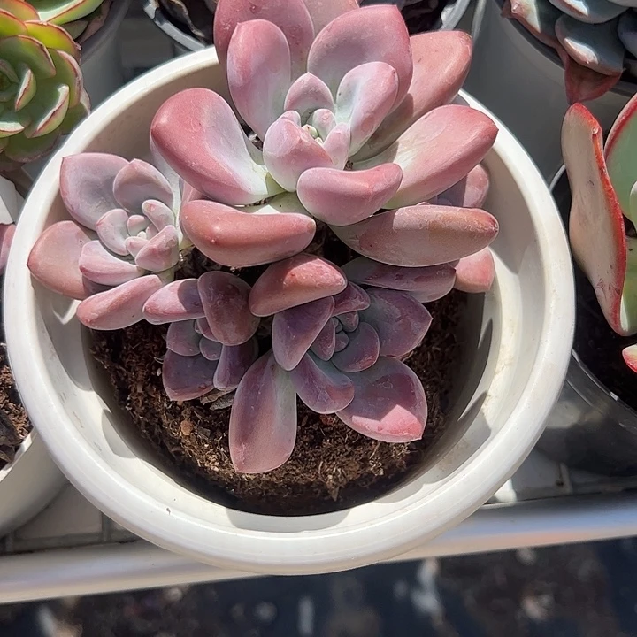 奥普琳娜多肉植物