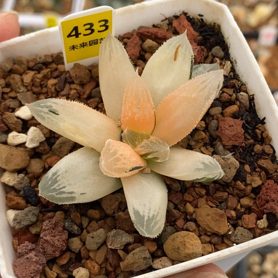 433湖斑白帝城寿锦一物一图