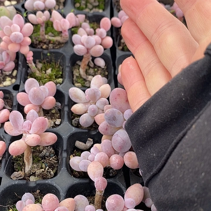 26 多肉植物盆栽花卉