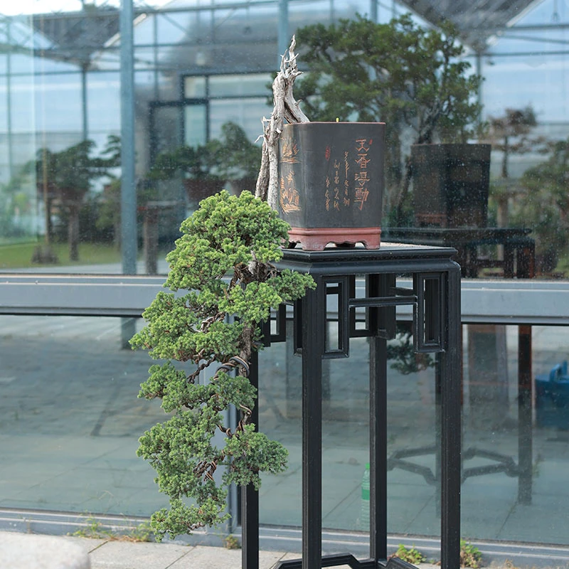 迎客松造型盆景地柏松树盆栽阳台庭院景观塔松绿植四季常青033896