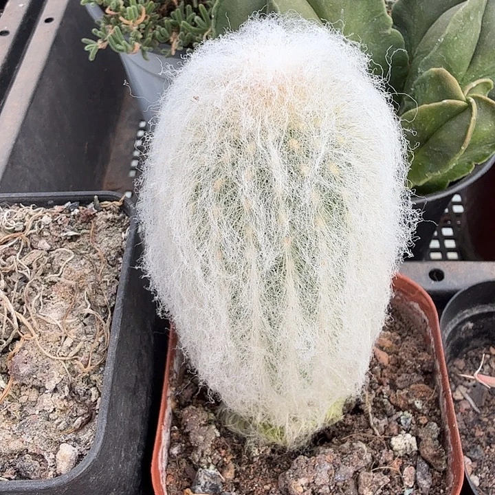 实生白毛老乐4仙人球