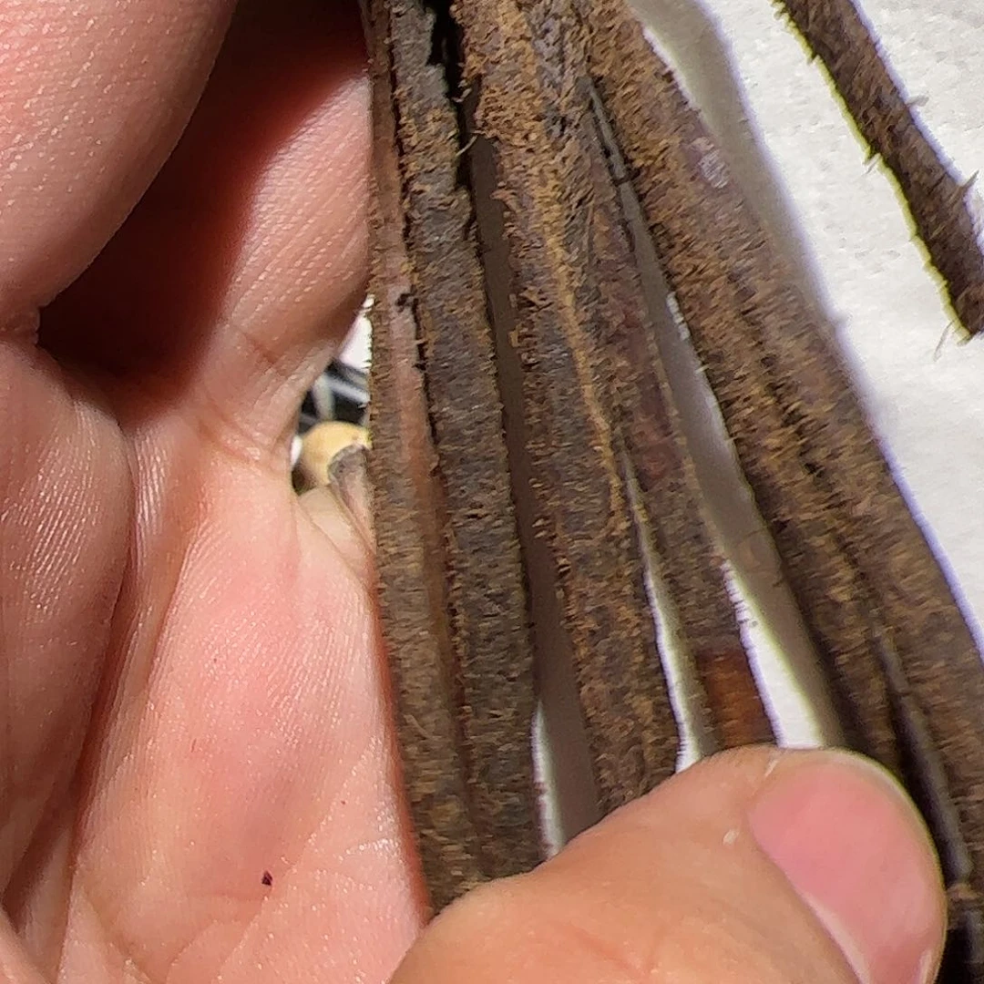 香榧木你的时候你