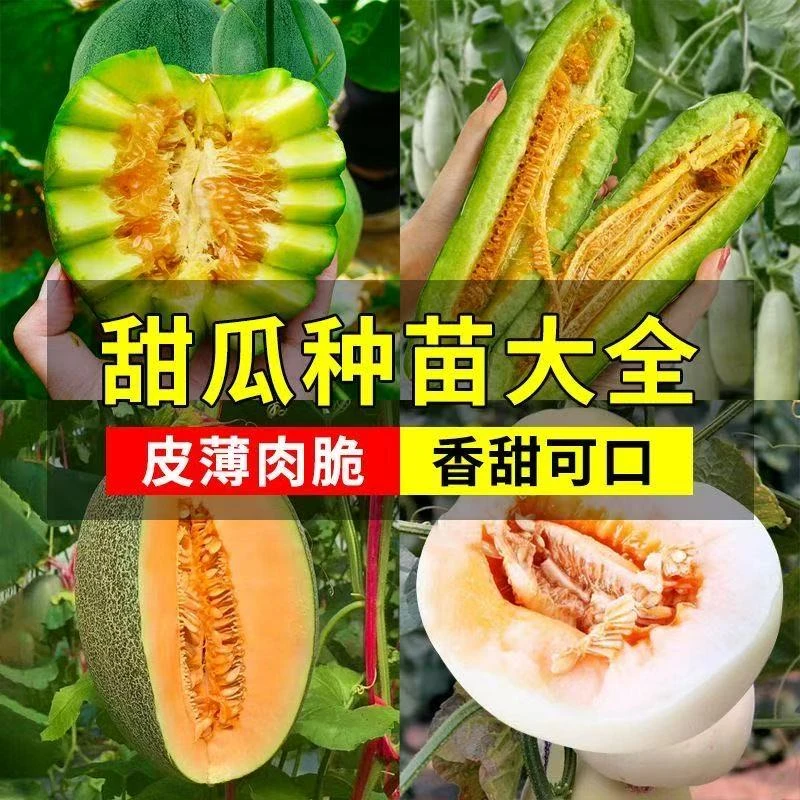 【爆款】甜瓜苗盆栽带土发货易成活羊角蜜哈密瓜水果秧苗四季种植