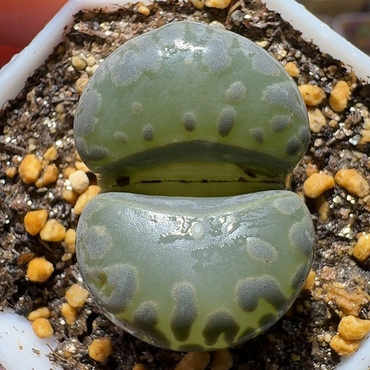 生石花11122222。   375