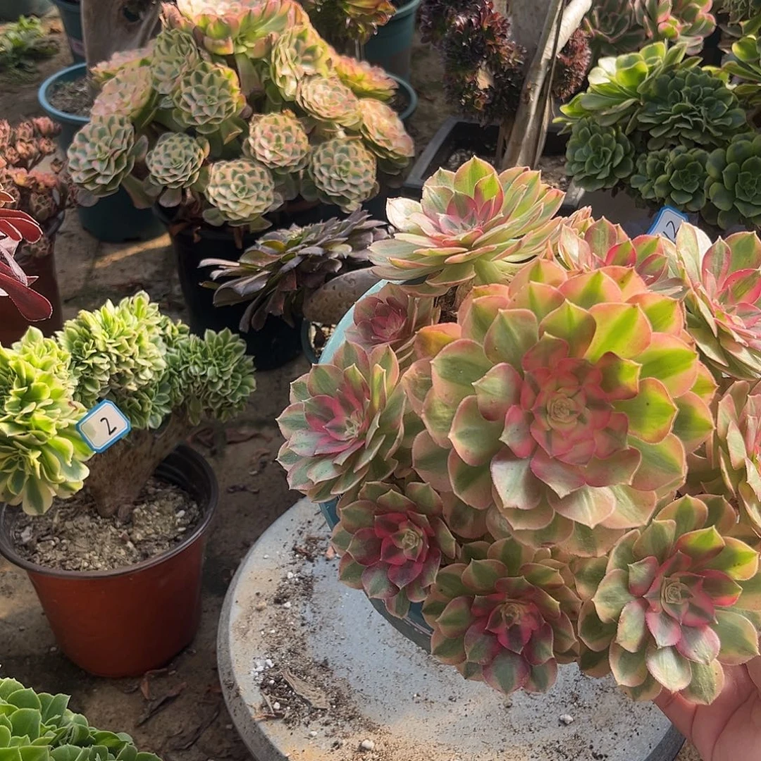 8万白法师多肉植物