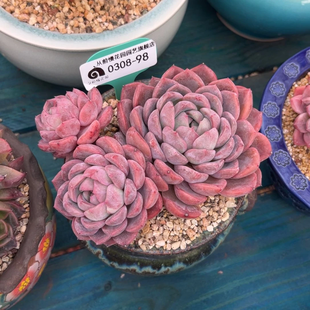 多肉一物一拍0308-98