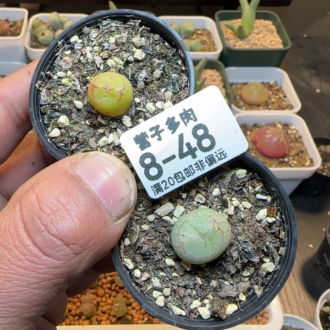 我****实猴带盆土发货