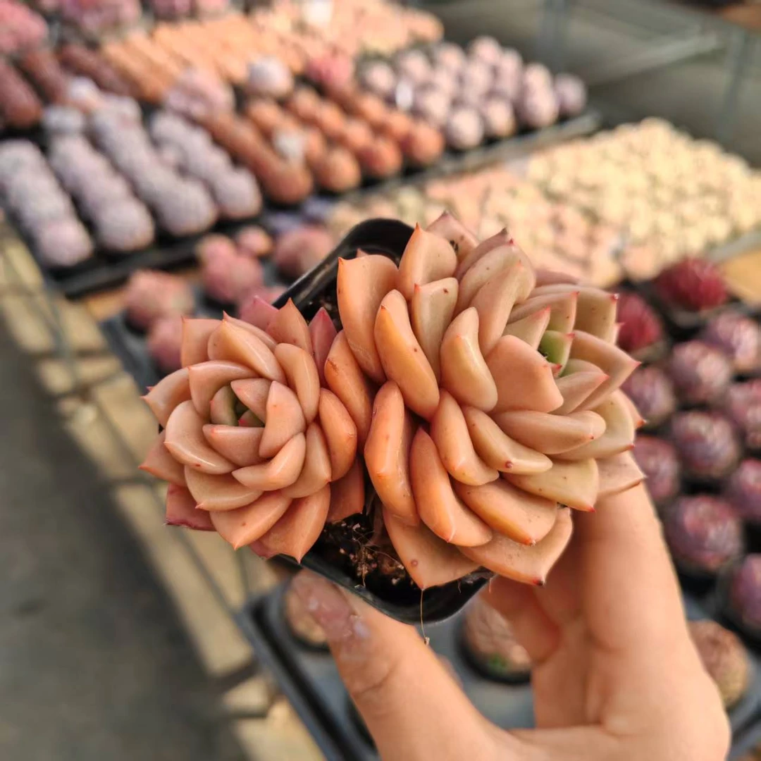 7#秋颜单双混发 前男友精品多肉SM365