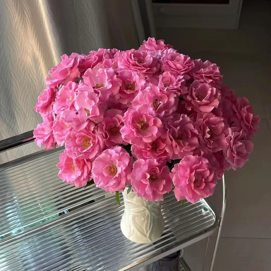 【A级美人鱼多头玫瑰】云南A级玫瑰70-75cm室内水养昆明直发