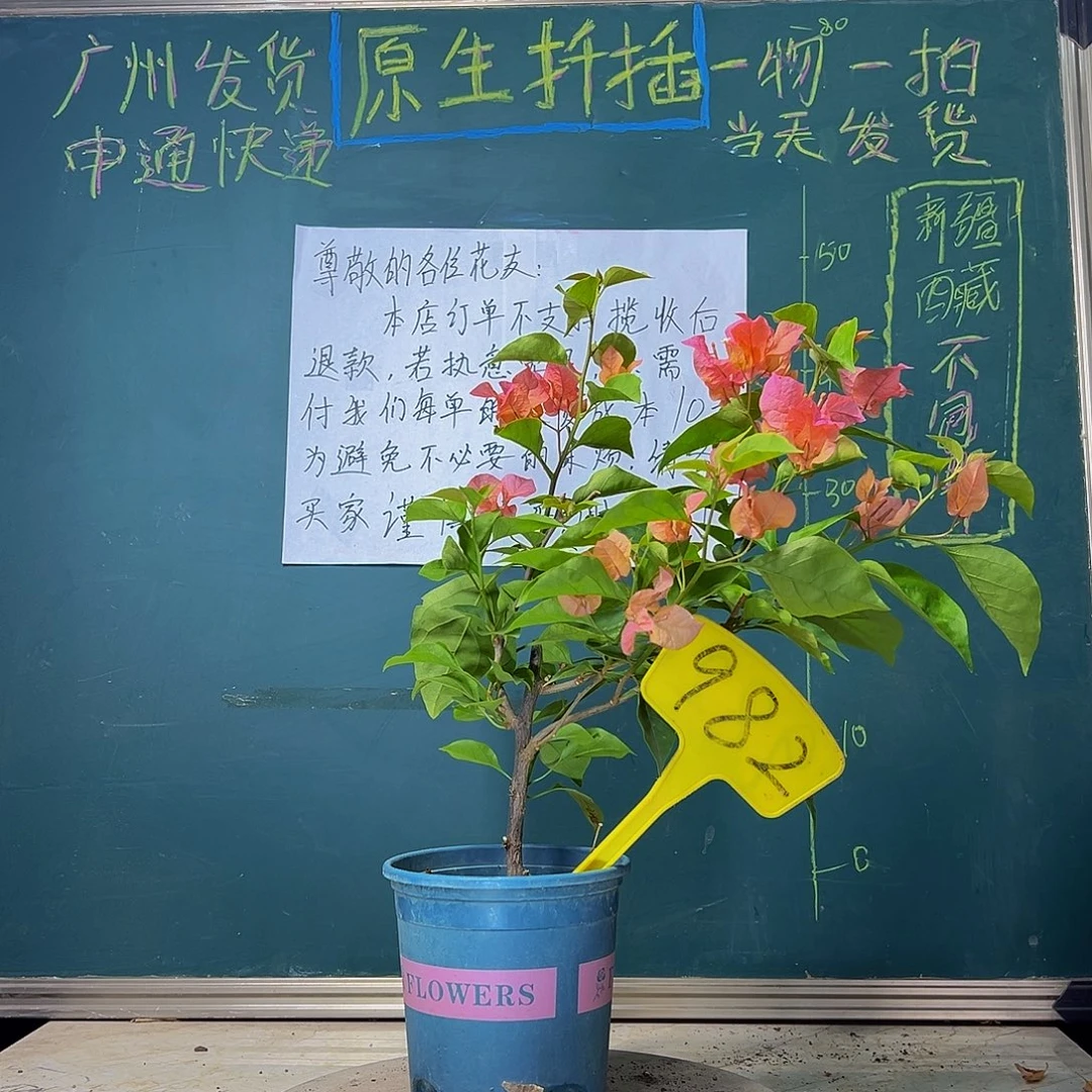 当前无花栽培后可以开花波伊斯玫瑰 982